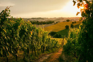 degustazione vini del Carso