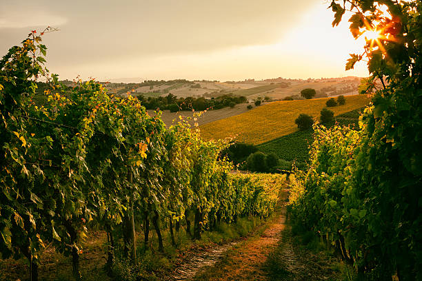 Degustazione vini del Carso di Trieste